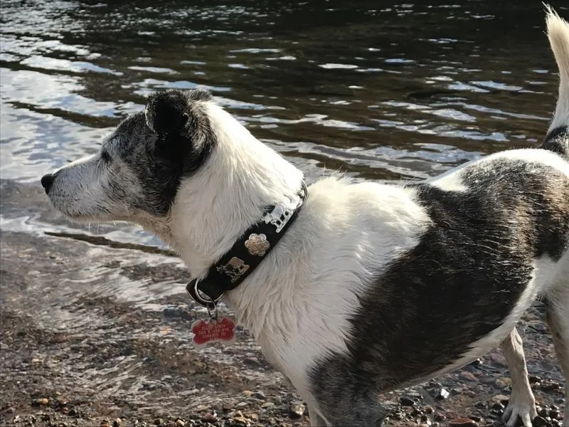 1" Small Traditional Swiss Dog Collar